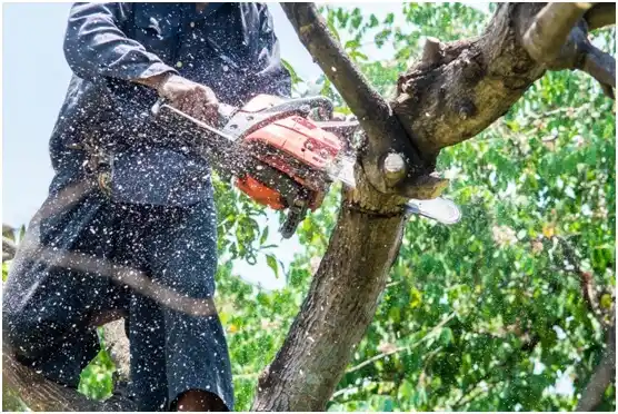 tree services Wamsutter